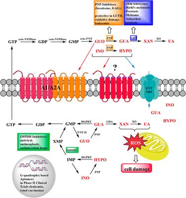 Frontiers | Unfolding New Roles for Guanine-Based Purines and Their ...