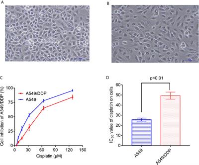 Frontiers | Down-Regulating the Expression of miRNA-21 Inhibits the ...