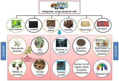 Frontiers | Seed Priming: A Potential Supplement in Integrated Resource ...