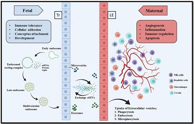 Frontiers Insights Into Extracellular Vesicle Exosome And Mirna Mediated Bi Directional Communication During Porcine Pregnancy Veterinary Science