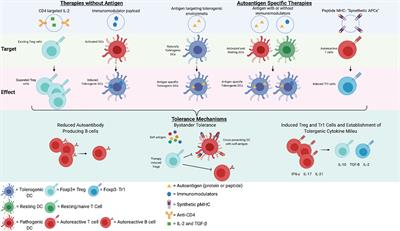 Frontiers | Potential for Antigen-Specific Tolerizing Immunotherapy in ...