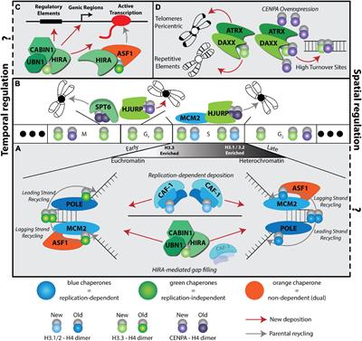 Frontiers | Cell Fate Decisions in the Wake of Histone H3 Deposition