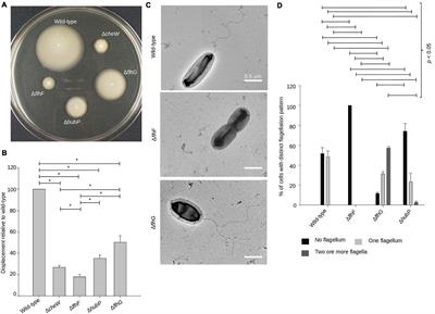 Frontiers Interdependent Polar Localization Of Flhf And Flhg And Their Importance For Flagellum Formation Of Vibrio Parahaemolyticus Microbiology