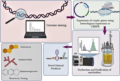 Frontiers | Tapping Into Actinobacterial Genomes for Natural Product ...