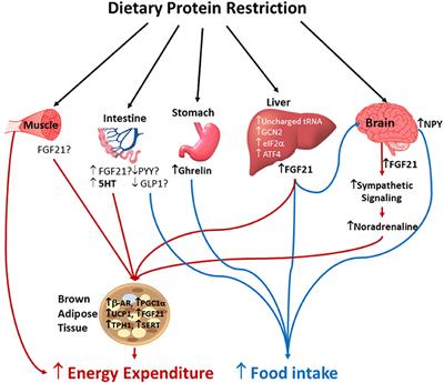 Frontiers | Low Protein Diets and Energy Balance: Mechanisms of Action ...