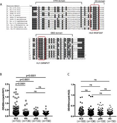 Frontiers A Novel Autoantibody Induced By Bacterial Biofilm Conserved Components Aggravates Lupus Nephritis Immunology