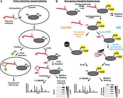 Frontiers | Regulation of Dynamic Protein S-Acylation