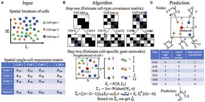 Frontiers Recovering Spatially Varying Cell Specific Gene Co Expression Networks For Single Cell Spatial Expression Data Genetics