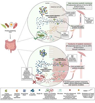 Frontiers | Targeting the Gut Microbiota to Improve Dietary Protein ...