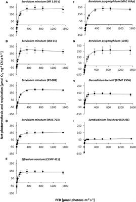 PDF) Genetic variation in Breviolum antillogorgium, a coral reef symbiont,  in response to temperature and nutrients