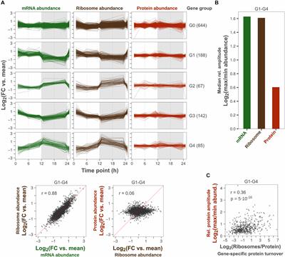 Diurnal Transcriptional Regulation Of Tjp1 Gene By Hsfs A Location Of