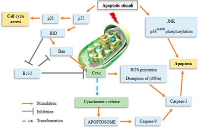 Frontiers | Cellular Basis of Organotin(IV) Derivatives as Anticancer ...