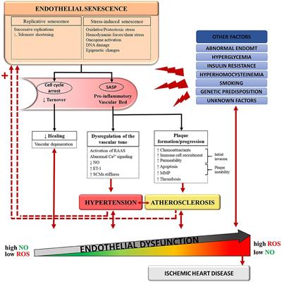 Frontiers | Therapeutic Potential of Quercetin to Alleviate Endothelial ...