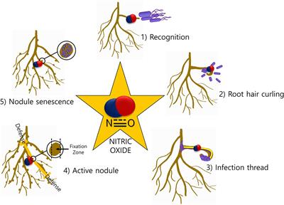 Frontiers  The root signals in rhizospheric inter-organismal