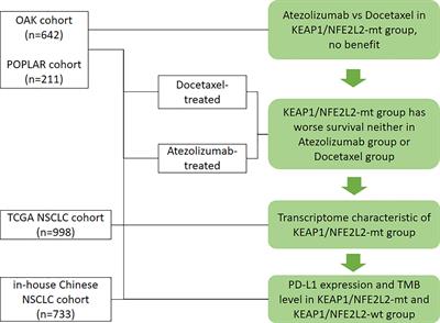 Frontiers | KEAP1/NFE2L2 Mutations of Liquid Biopsy as Prognostic ...