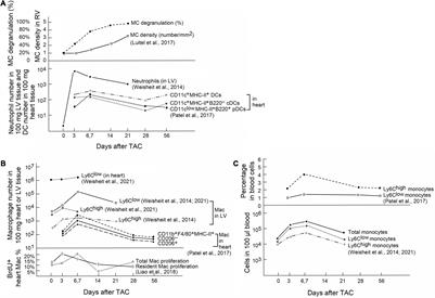 Frontiers | Innate Immune Cells in Pressure Overload-Induced Cardiac ...