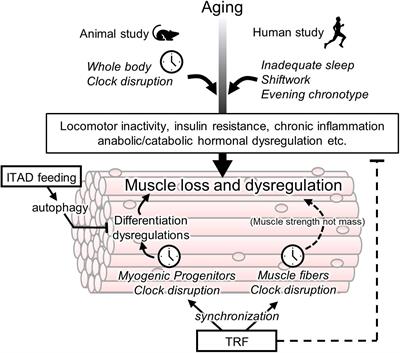 Frontiers | Chrono-Nutrition Has Potential in Preventing Age-Related ...