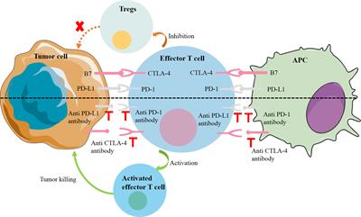 Frontiers | Perspectives on Immunotherapy of Metastatic Colorectal Cancer