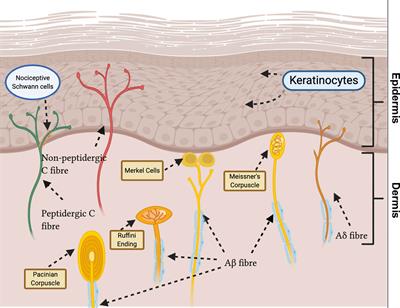 Frontiers | Cutaneous Neuroimmune Interactions in Peripheral ...