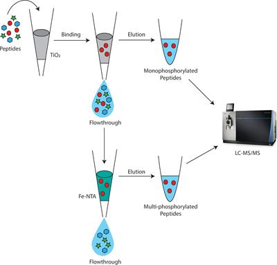 Frontiers | Comparative Phosphoproteomics of Classical Bordetellae ...