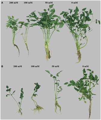 Frontiers Effect Of Salt Stress On Growth Physiological Parameters And Ionic Concentration Of Water Dropwort Oenanthe Javanica Cultivars Plant Science