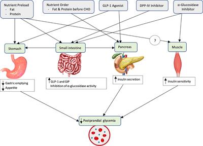 PDF) Postprandial Glucose Response after Consuming Low-Carbohydrate,  Low-Calorie Rice Cooked in a Carbohydrate-Reducing Rice Cooker