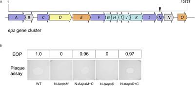 Frontiers | The Type II Secretory System Mediates Phage Infection in ...