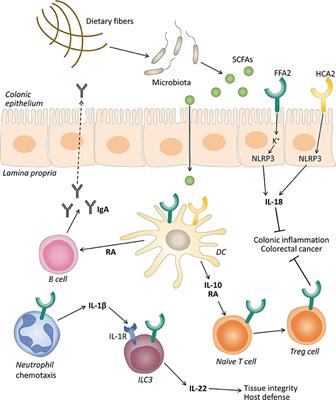 Frontiers | Participation of Short-Chain Fatty Acids and Their ...