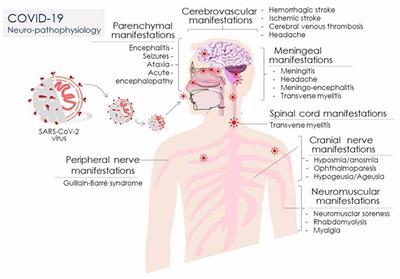 Frontiers Covid 19 Neuropathology And Aging Sars Cov 2 Neurological Infection Mechanism And Associated Complications Frontiers In Aging Neuroscience