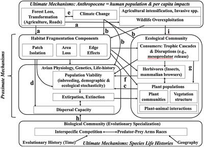 Multi-temporal ecological niche modeling for bird conservation in the face  of climate change scenarios in Caatinga, Brazil [PeerJ]