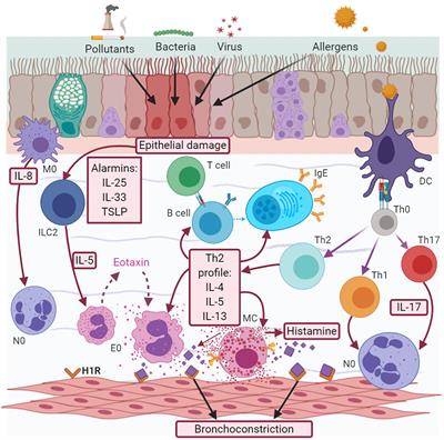 Frontiers Neuroimmune Pathophysiology In Asthma Cell And Developmental Biology