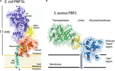 Frontiers | How Teichoic Acids Could Support a Periplasm in Gram ...