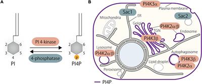 PI(4,5)P2 and Cholesterol: Synthesis, Regulation, and Functions