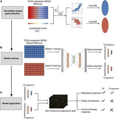 Frontiers | AutoEncoder-Based Computational Framework for Tumor ...