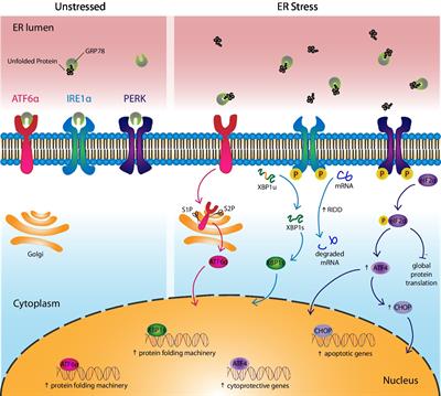 Frontiers Structure And Molecular Mechanism Of Er Stress Signaling By