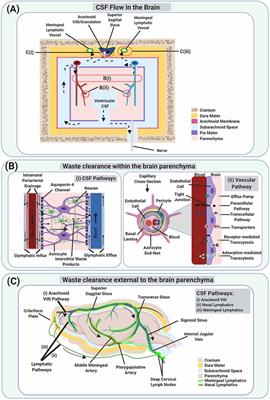 Frontiers | Waste Clearance in the Brain