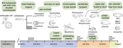 Evolution of our mammalian ancestor's ear bone