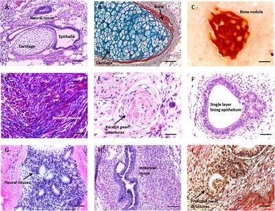 Frontiers | Using Advanced Cell Culture Techniques to Differentiate ...