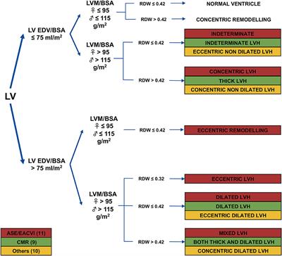 Defining the Reference Range for Left Ventricular Strain in