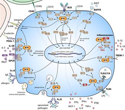 Frontiers | Targeting Bruton’s Tyrosine Kinase in Inflammatory and ...