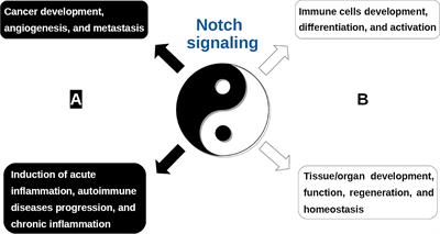 Frontiers Targeting The Notch Signaling Pathway In Chronic Inflammatory Diseases Immunology