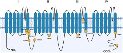 Frontiers | Update on the Molecular Genetics of Timothy Syndrome