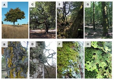 PDF) Vascular epiphytic community along elevational zone in sub-tropical  forest ecosystem