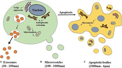 miR-130a and Tgfβ Content in Extracellular Vesicles Derived from