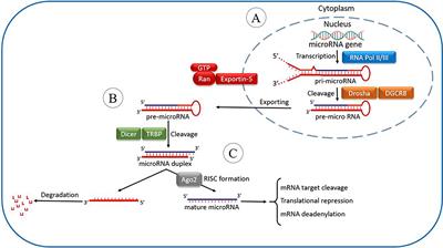 Frontiers | Implications the Role of miR-155 in the Pathogenesis of ...