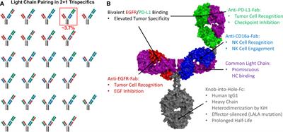 Frontiers | Design of a Trispecific Checkpoint Inhibitor and Natural ...