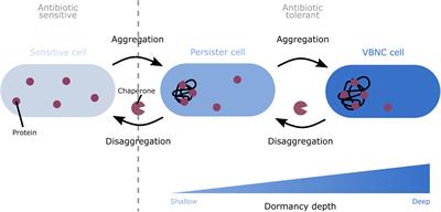 Frontiers | Protein Aggregation as a Bacterial Strategy to Survive ...