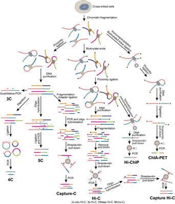 Chromatin untangled: New methods map genomic structure, Science