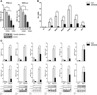 Frontiers | Amelioration of Beta Interferon Inhibition by NS4B ...