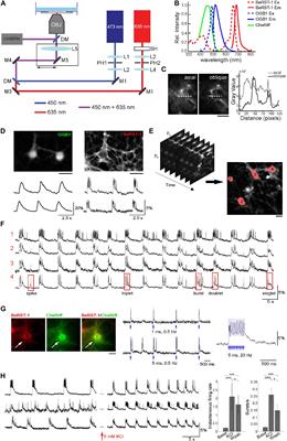 Optical Electrophysiology: Toward the Goal of Label-Free Voltage Imaging